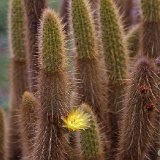 Bergerocactus emoryi BCN, Mexico JLcoll. rarement proposé !